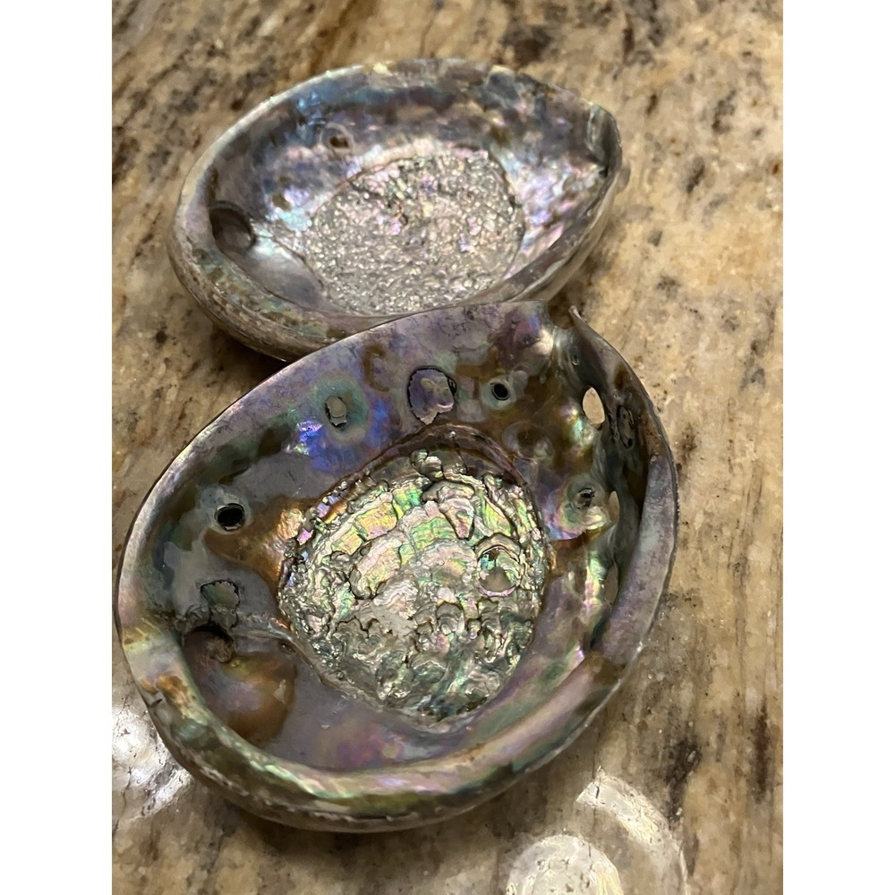 Set Of 2Large New Zealand Abalone Paua Shell Rainbow Iridescent Seashell Beach 8